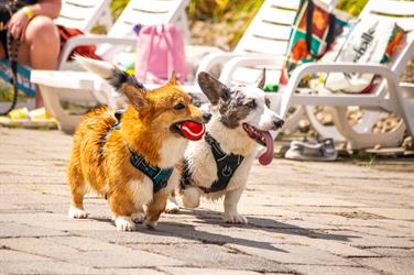 Image for: Bark in the Waterpark